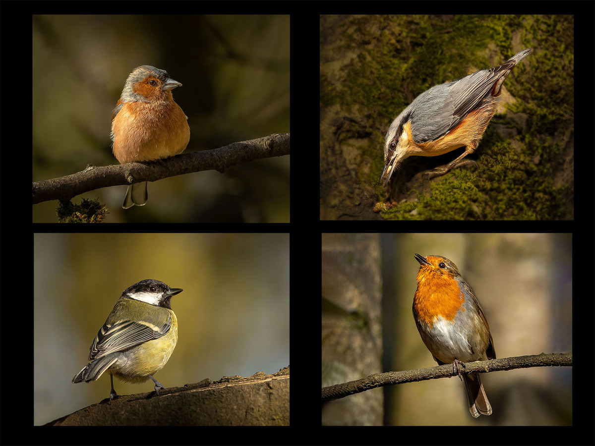 Birds at Brock Bottoms by Janet Taylor